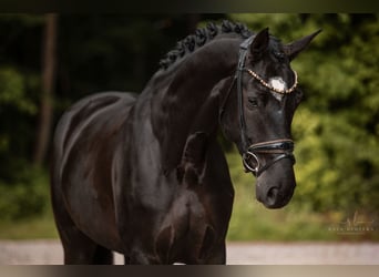 Deutsches Sportpferd, Stute, 5 Jahre, 166 cm, Rappe