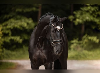 Deutsches Sportpferd, Stute, 5 Jahre, 166 cm, Rappe