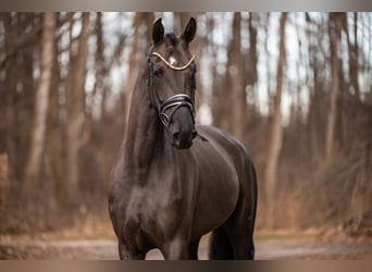 Deutsches Sportpferd, Stute, 5 Jahre, 166 cm, Rappe