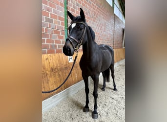 Deutsches Sportpferd, Stute, 5 Jahre, 166 cm, Rappe