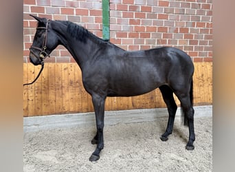 Deutsches Sportpferd, Stute, 5 Jahre, 166 cm, Rappe