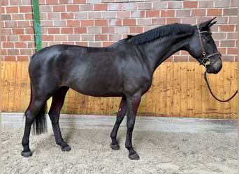 Deutsches Sportpferd, Stute, 5 Jahre, 166 cm, Rappe Deutsches Sportpferd, Stute, 5 Jahre, 166 cm, Rappe