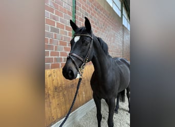 Deutsches Sportpferd, Stute, 5 Jahre, 166 cm, Rappe Deutsches Sportpferd, Stute, 5 Jahre, 166 cm, Rappe