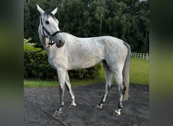 Deutsches Sportpferd, Stute, 5 Jahre, 166 cm, Schimmel