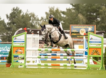 Deutsches Sportpferd, Stute, 5 Jahre, 166 cm, Schimmel