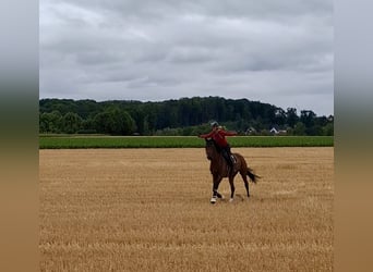 Deutsches Sportpferd, Stute, 5 Jahre, 167 cm, Brauner