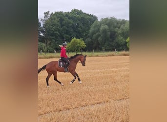 Deutsches Sportpferd, Stute, 5 Jahre, 167 cm, Brauner