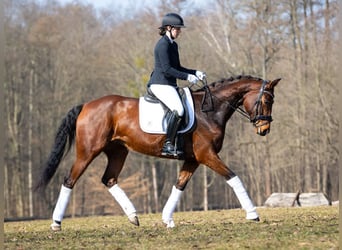 Deutsches Sportpferd, Stute, 5 Jahre, 167 cm, Brauner