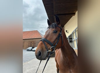 Deutsches Sportpferd, Stute, 5 Jahre, 167 cm, Brauner