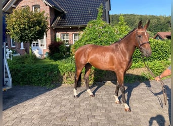 Deutsches Sportpferd, Stute, 5 Jahre, 167 cm, Brauner