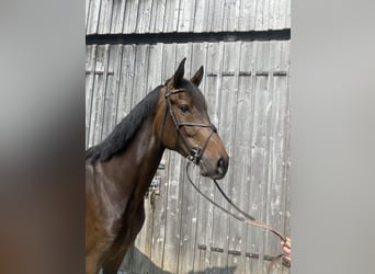 Deutsches Sportpferd, Stute, 5 Jahre, 167 cm, Brauner