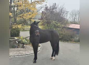 Deutsches Sportpferd, Stute, 5 Jahre, 167 cm, Dunkelbrauner