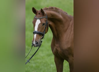 Deutsches Sportpferd, Stute, 5 Jahre, 167 cm, Fuchs