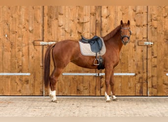 Deutsches Sportpferd, Stute, 5 Jahre, 167 cm, Fuchs