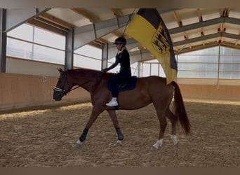 Deutsches Sportpferd, Stute, 5 Jahre, 167 cm, Fuchs