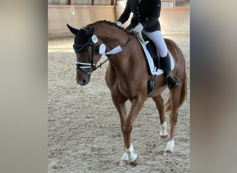 Deutsches Sportpferd, Stute, 5 Jahre, 167 cm, Fuchs