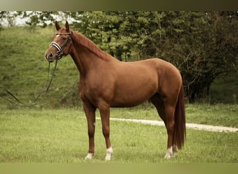 Deutsches Sportpferd, Stute, 5 Jahre, 167 cm, Fuchs