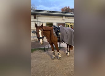 Deutsches Sportpferd, Stute, 5 Jahre, 167 cm, Fuchs