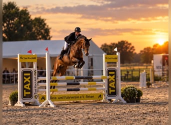Deutsches Sportpferd, Stute, 5 Jahre, 167 cm, Hellbrauner