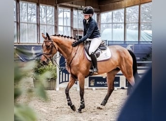 Deutsches Sportpferd, Stute, 5 Jahre, 167 cm, Hellbrauner