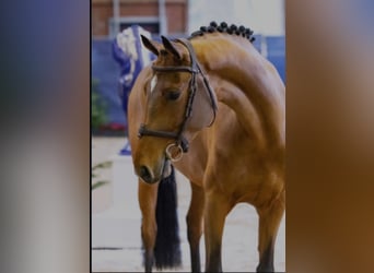 Deutsches Sportpferd, Stute, 5 Jahre, 167 cm, Hellbrauner