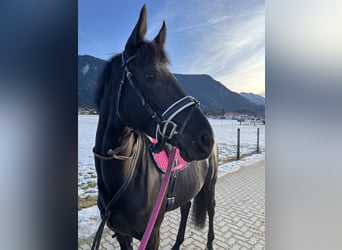 Deutsches Sportpferd, Stute, 5 Jahre, 167 cm, Rappe