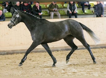 Deutsches Sportpferd, Stute, 5 Jahre, 167 cm, Schimmel