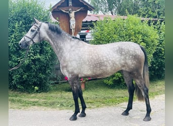 Deutsches Sportpferd, Stute, 5 Jahre, 168 cm, Apfelschimmel