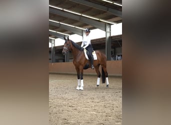 Deutsches Sportpferd, Stute, 5 Jahre, 168 cm, Brauner