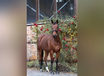 Deutsches Sportpferd, Stute, 5 Jahre, 168 cm, Brauner