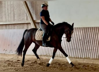 Deutsches Sportpferd, Stute, 5 Jahre, 168 cm, Brauner