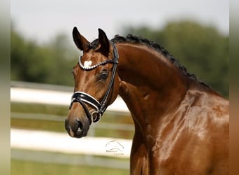 Deutsches Sportpferd, Stute, 5 Jahre, 168 cm, Brauner