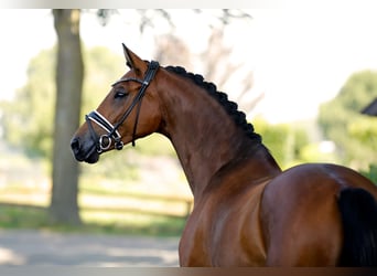 Deutsches Sportpferd, Stute, 5 Jahre, 168 cm, Brauner