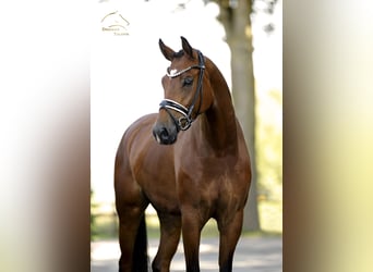 Deutsches Sportpferd, Stute, 5 Jahre, 168 cm, Brauner