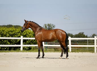 Deutsches Sportpferd, Stute, 5 Jahre, 168 cm, Brauner