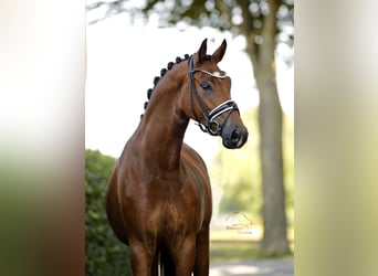 Deutsches Sportpferd, Stute, 5 Jahre, 168 cm, Brauner