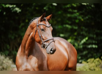 Deutsches Sportpferd, Stute, 5 Jahre, 168 cm, Brauner