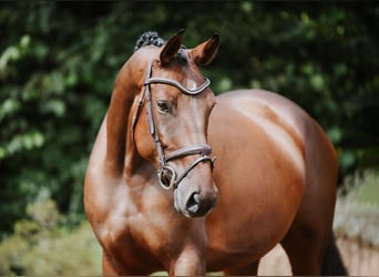 Deutsches Sportpferd, Stute, 5 Jahre, 168 cm, Brauner