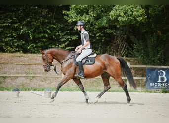 Deutsches Sportpferd, Stute, 5 Jahre, 168 cm, Brauner