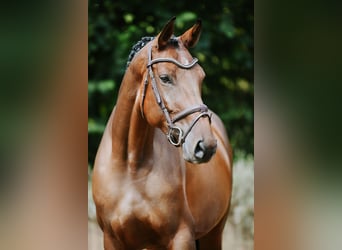 Deutsches Sportpferd, Stute, 5 Jahre, 168 cm, Brauner