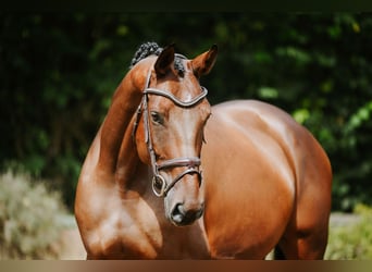 Deutsches Sportpferd, Stute, 5 Jahre, 168 cm, Brauner