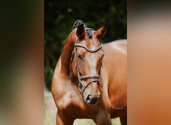 Deutsches Sportpferd, Stute, 5 Jahre, 168 cm, Brauner