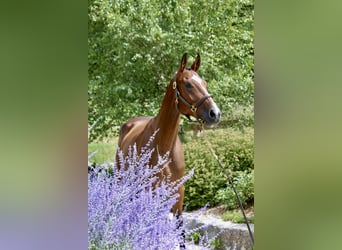 Deutsches Sportpferd, Stute, 5 Jahre, 168 cm, Brauner
