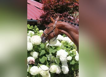 Deutsches Sportpferd, Stute, 5 Jahre, 168 cm, Brauner