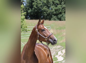 Deutsches Sportpferd, Stute, 5 Jahre, 168 cm, Brauner