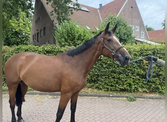 Deutsches Sportpferd, Stute, 5 Jahre, 168 cm, Brauner