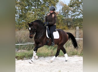 Deutsches Sportpferd, Stute, 5 Jahre, 168 cm, Brauner
