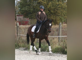 Deutsches Sportpferd, Stute, 5 Jahre, 168 cm, Brauner