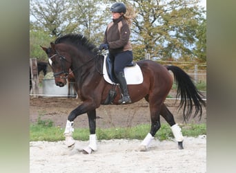 Deutsches Sportpferd, Stute, 5 Jahre, 168 cm, Brauner