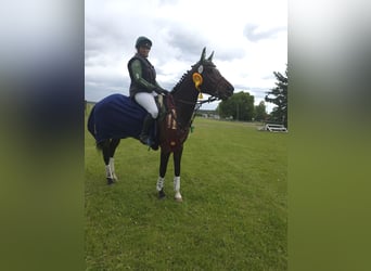 Deutsches Sportpferd, Stute, 5 Jahre, 168 cm, Brauner